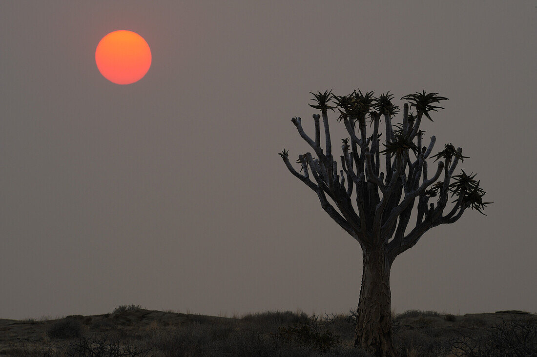 Köcherbaum bei Sonnenaufgang, Aloe dichotoma, Namib Naukluft National Park, Namibwüste, Namib, Namibia
