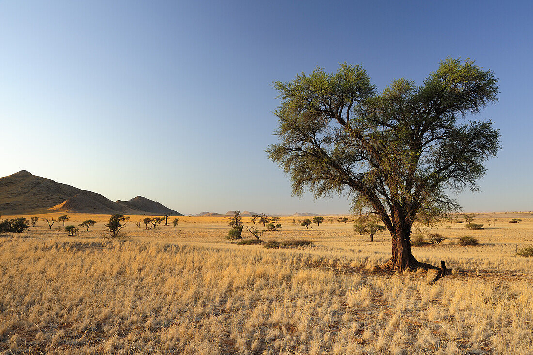 Camel-thorn tree in savannah, Acacia erioloba near Namib Naucluft National Park, Namib desert, Namibia