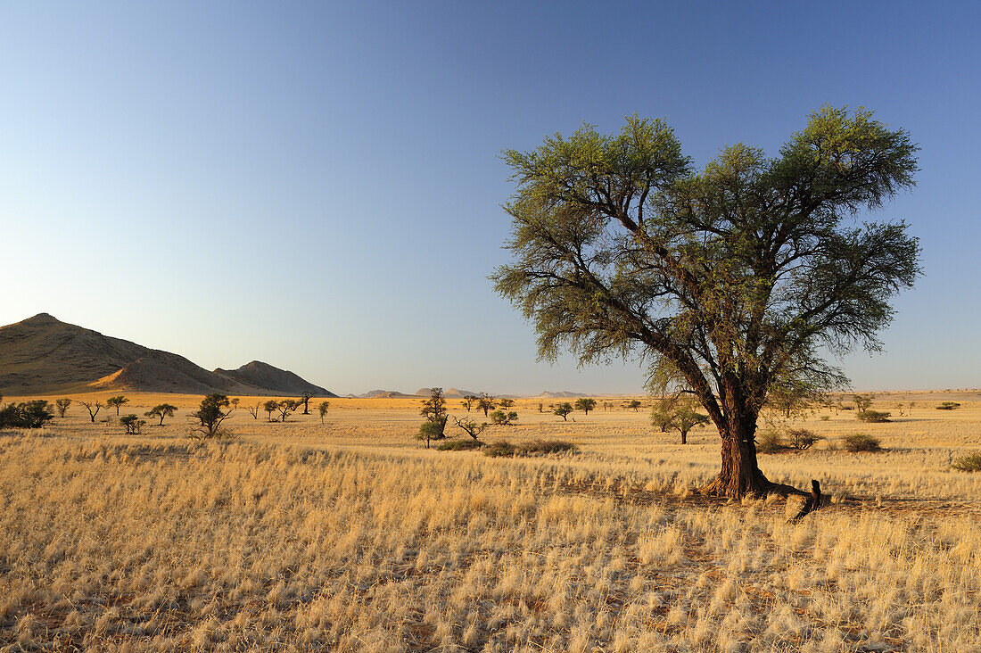 Kameldornbaum in Savanne, Acacia erioloba bei Namib Naukluft National Park, Namibwüste, Namibia