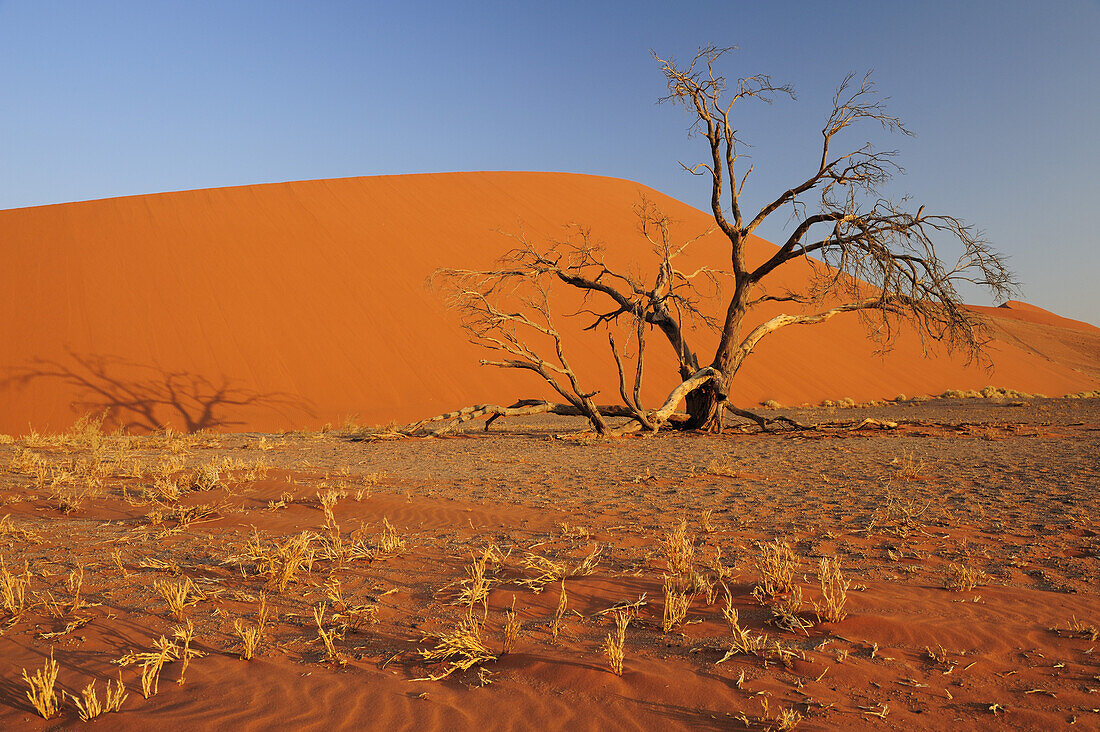 Abgestorbener Baum steht vor roter Sanddüne, Sossusvlei, Namib Naukluft National Park, Namibwüste, Namib, Namibia