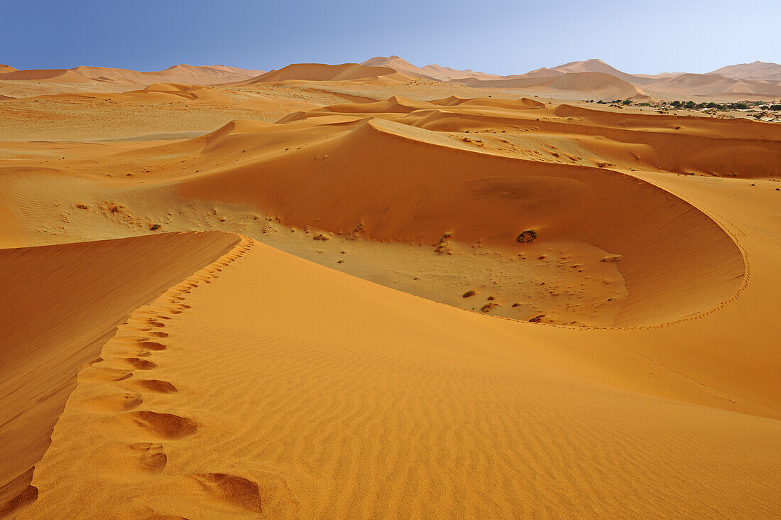 Foot prints on red sand dune in Sossusvlei, Sossusvlei, Namib Naukluft National Park, Namib desert, Namib, Namibia
