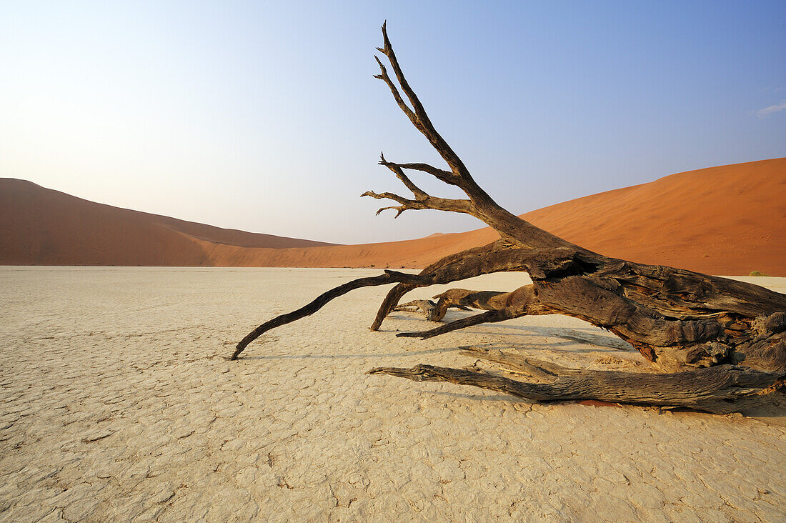 Abgestorbener Baum liegt auf Tonboden vor roter Sanddüne, Deadvlei, Sossusvlei, Namib Naukluft National Park, Namibwüste, Namib, Namibia