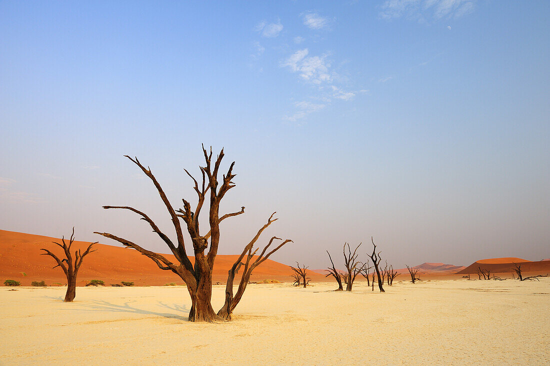 Dead trees in front of red sand dune, Deadvlei, Sossusvlei, Namib Naukluft National Park, Namib desert, Namib, Namibia