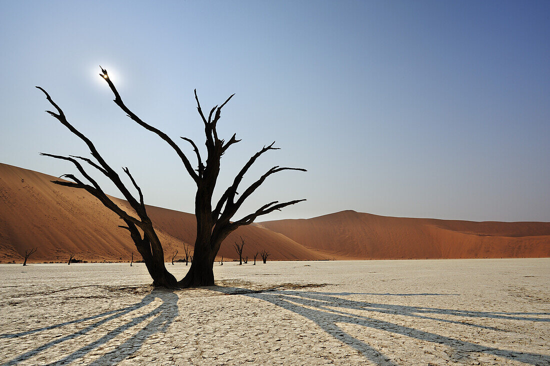 Abgestorbener Baum auf Tonboden vor roter Sanddüne, Deadvlei, Sossusvlei, Namib Naukluft National Park, Namibwüste, Namib, Namibia