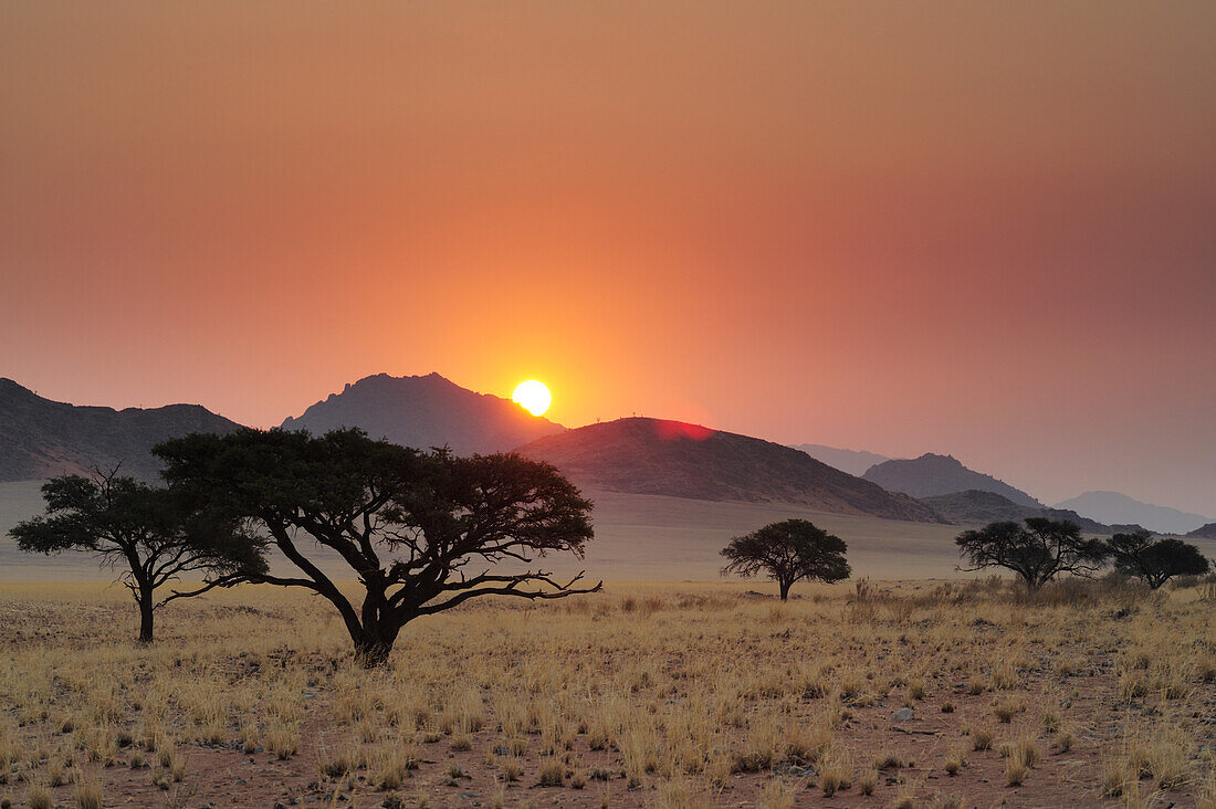 Sonnenuntergang über Savanne mit Savannengras und Kameldornbäumen, Namib Rand Nature Reserve, Namibwüste, Namibia