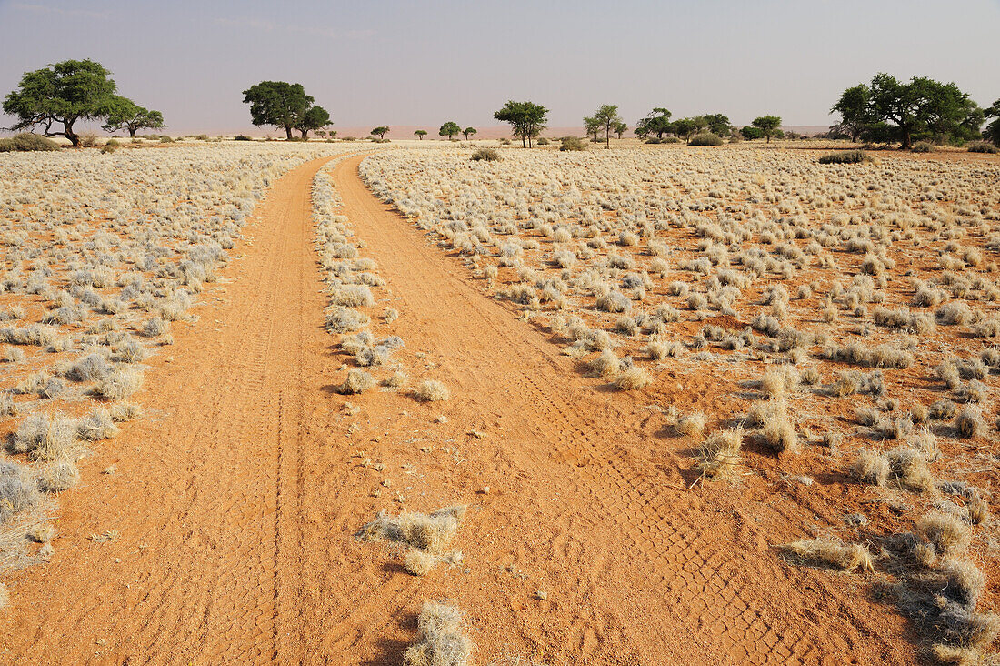Sand road on red sand leading through savannah with camel-thorn trees, farm pad, Namib desert, Namibia