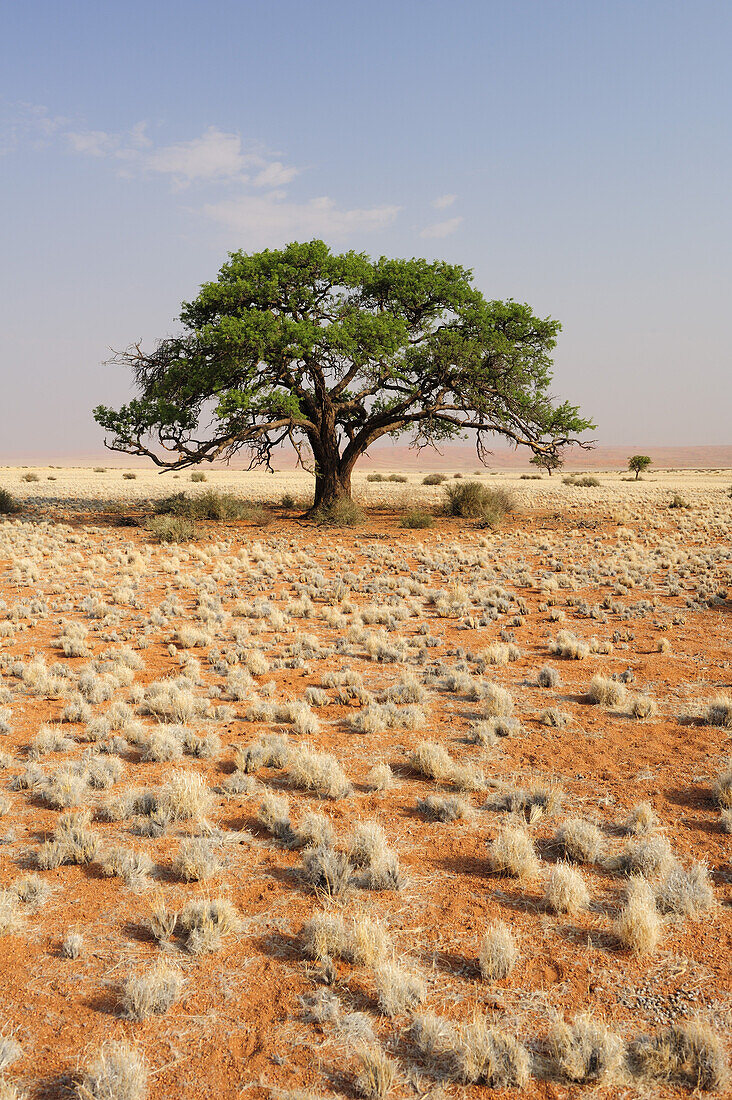 Camel-thorn tree in savannah, Namib desert, Namibia