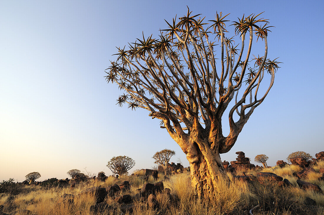 Quiver tree in quiver tree forest, Aloe dichotoma, Quiver tree forest, Keetmanshoop, Namibia