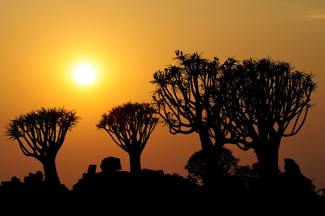 Sonnenaufgang über Köcherbäume in Köcherbaumwald, Aloe dichotoma, Köcherbaumwald, Keetmanshoop, Namibia