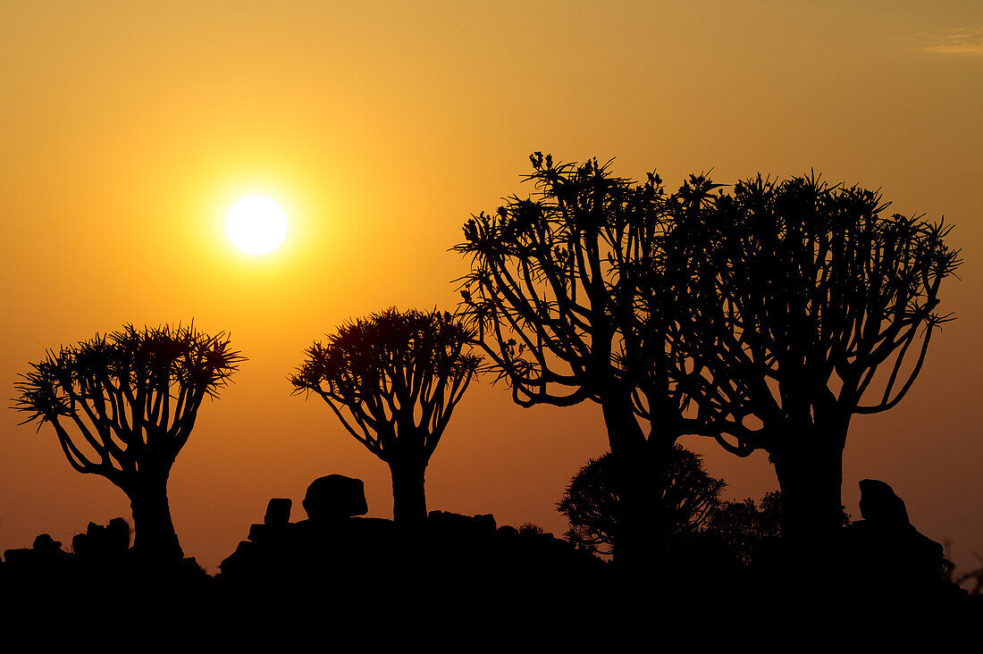 Sunrise over quiver trees in quiver tree forest, Aloe dichotoma, Quiver tree forest, Keetmanshoop, Namibia