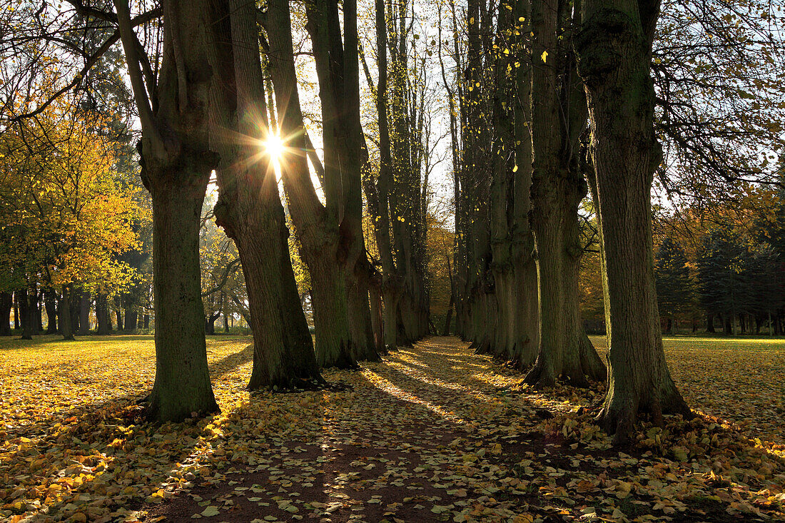 Lindenallee im Schlosspark, Schlemmin, Mecklenburg-Vorpommern, Deutschland