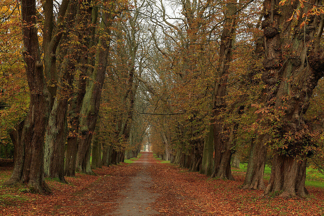 Kastanienallee im Schlosspark, Putbus, Insel Rügen, Ostsee, Mecklenburg-Vorpommern, Deutschland