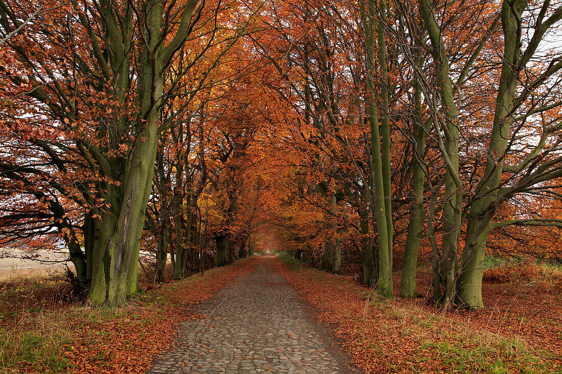 Buchenallee bei Zirkow, Insel Rügen, Mecklenburg-Vorpommern, Deutschland