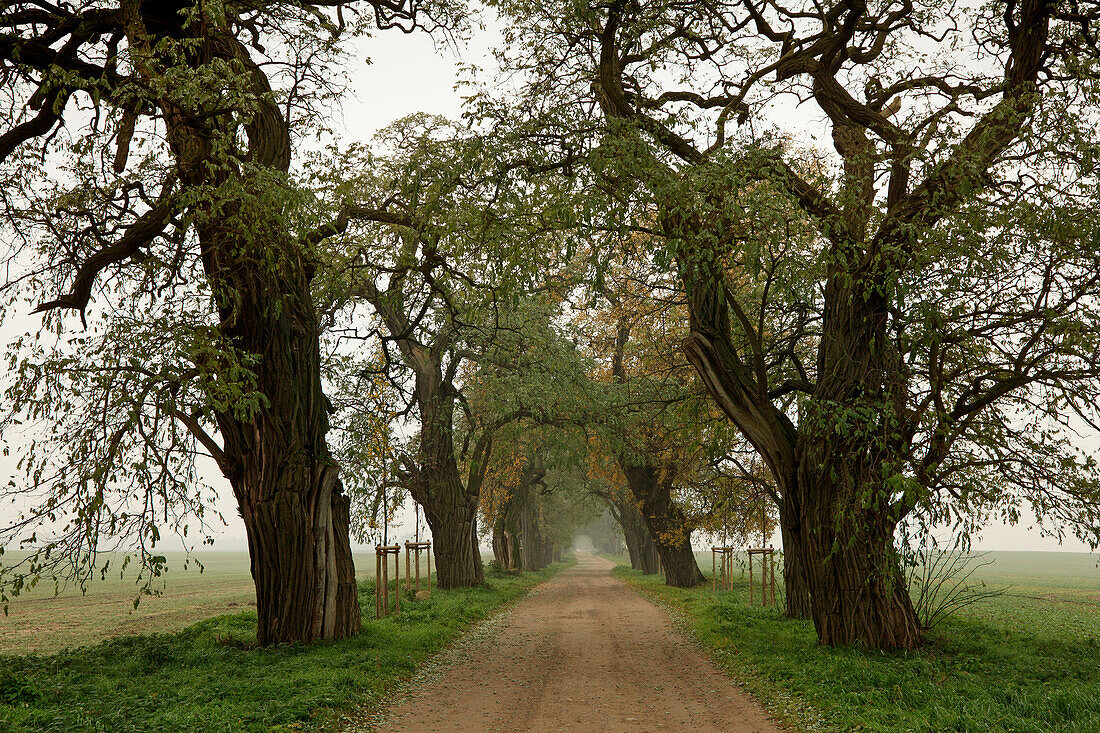 Robinia alley, Basedow, Mecklenburg-Western Pomerania, Germany