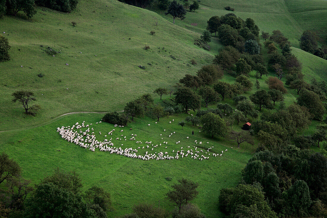 Shepherd with flock of sheep, Swabian Alb, Baden-Wuerttemberg, Germany