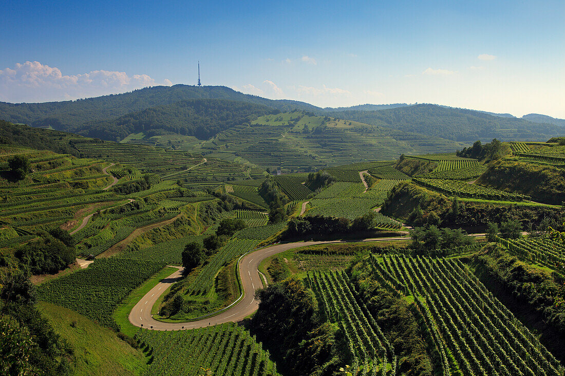 View to the vineyard terraces near Oberbergen, Kaiserstuhl, Breisgau, Black Forest, Baden-Württemberg, Germany