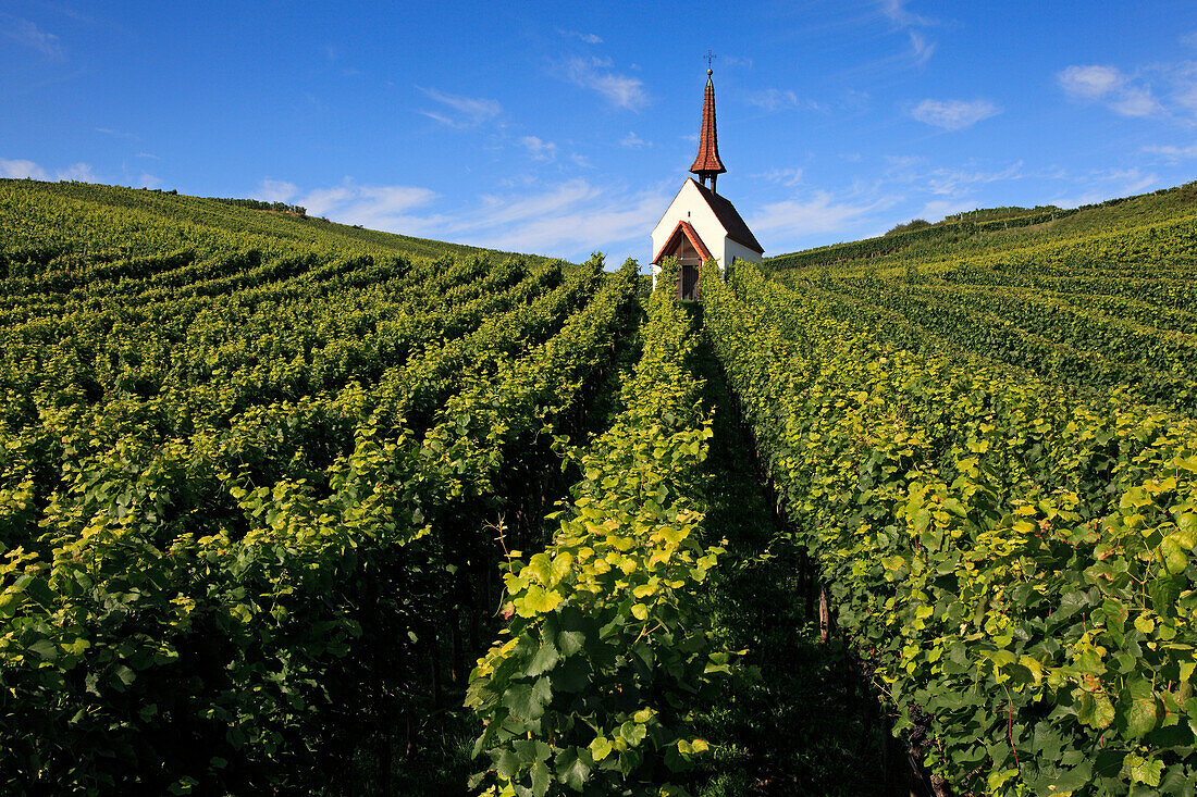 Eichert chapel in vineyard, Jechtingen, Sasbach am Kaiserstuhl, Black Forest, Baden-Wuerttemberg, Germany