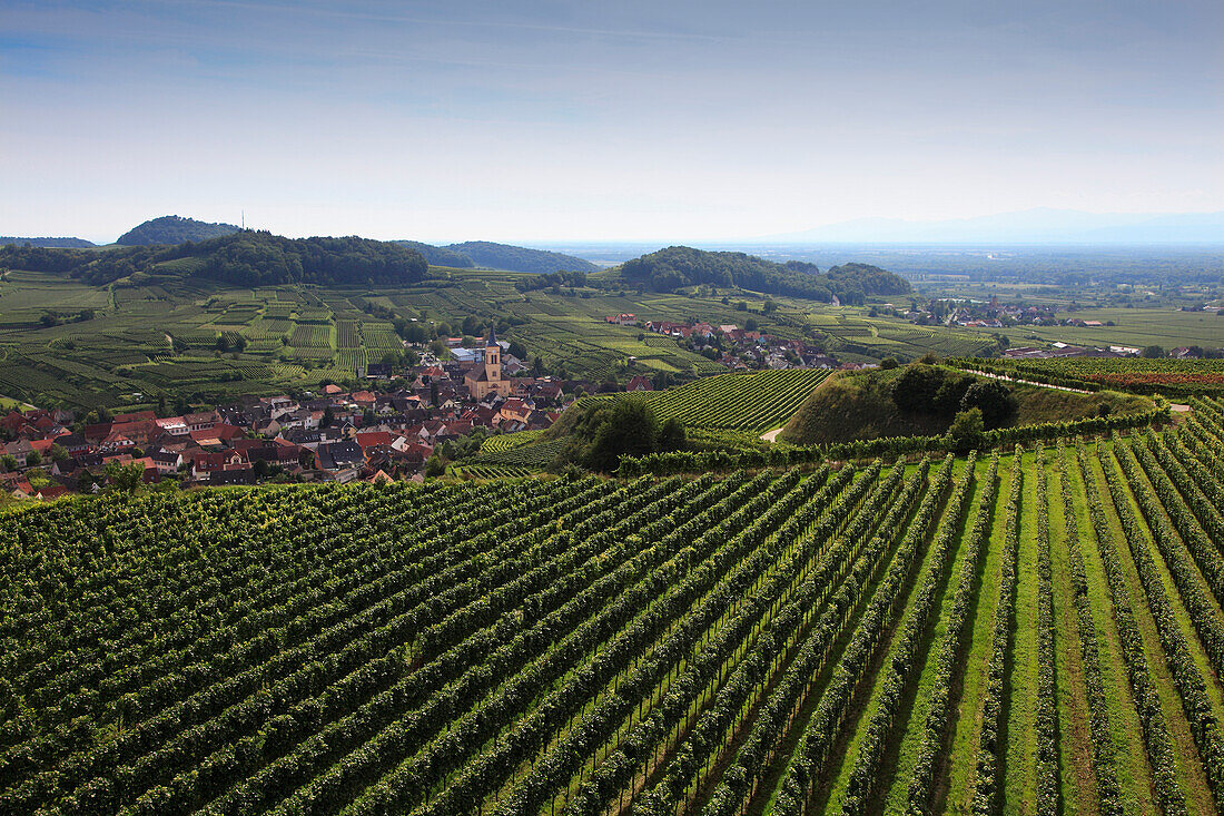 View over vineyard to Oberrotweil, Vogtsburg, Baden-Wuerttemberg, Germany