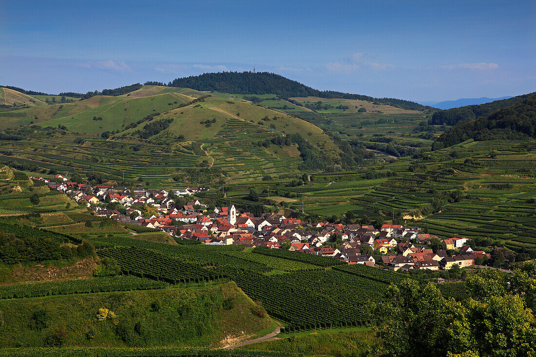 Blick aus den Weinbergen auf Oberbergen, Kaiserstuhl, Breisgau, Südlicher Schwarzwald, Baden-Württemberg, Deutschland