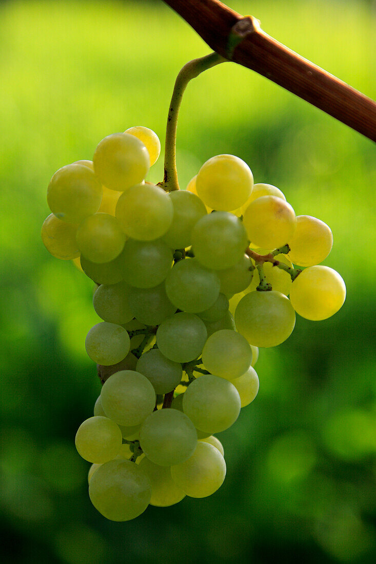 Grapes, Kaiserstuhl range, Black Forest, Baden-Wuerttemberg, Germany