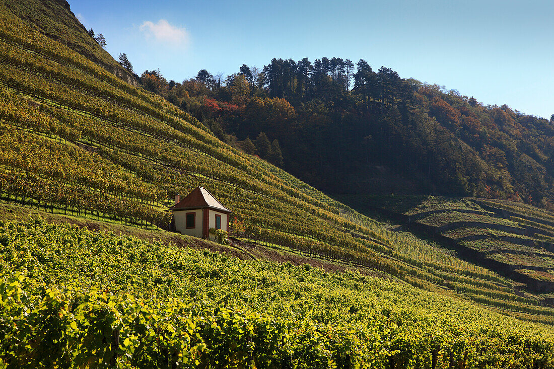 Weinberge bei Homburg am Main, Main, Spessart, Mainfranken, Franken, Bayern, Deutschland