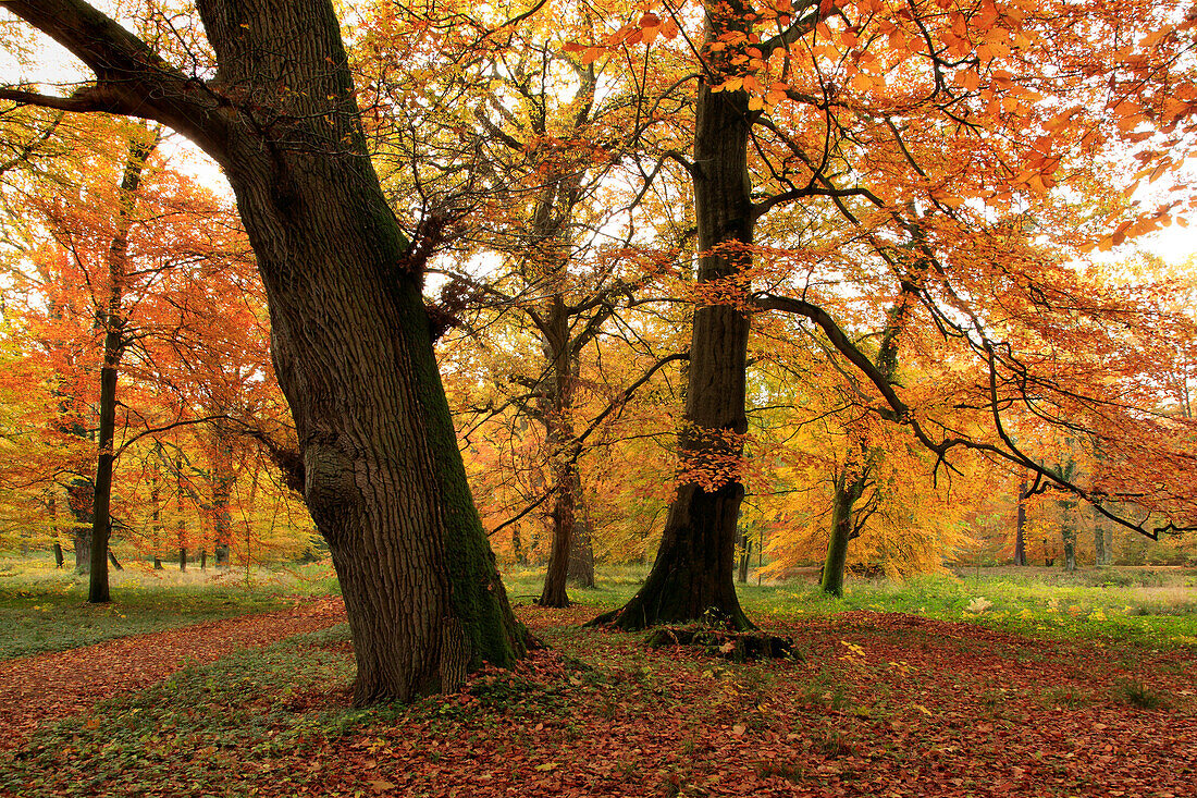 Palace garden, Schlemmin, Mecklenburg-West Pomerania, Germany