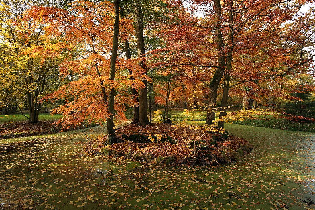 Pond at the palace garden, Schlemmin, Mecklenburg-West Pomerania, Germany