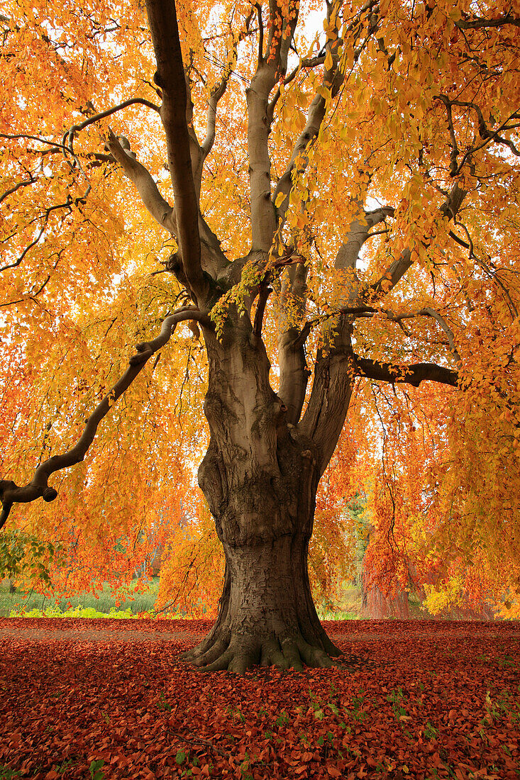 Old beech tree, palace garden, Putbus, Rugen island, Mecklenburg-Western Pomerania, Germany