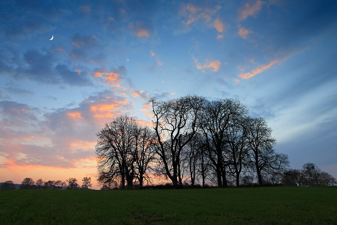 Baumgruppe in der Abenddämmerung, Basedow, Mecklenburg-Vorpommern, Deutschland