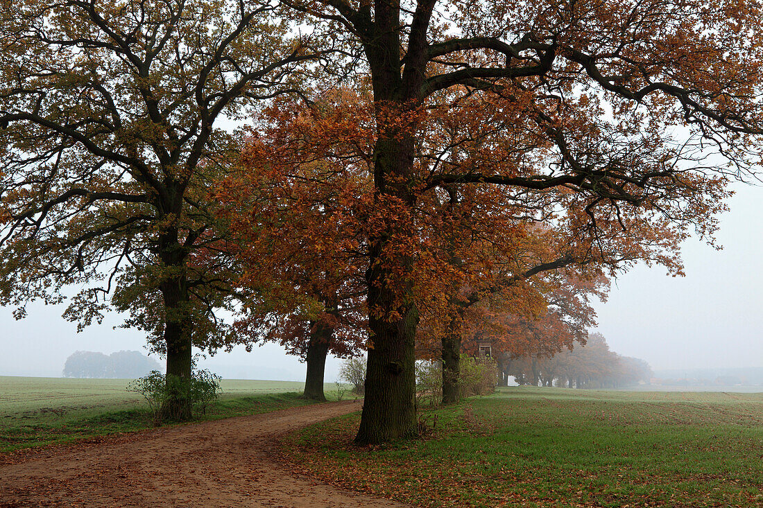 Oak alley in morning mist, Basedow, Mecklenburg-Western Pomerania, Germany