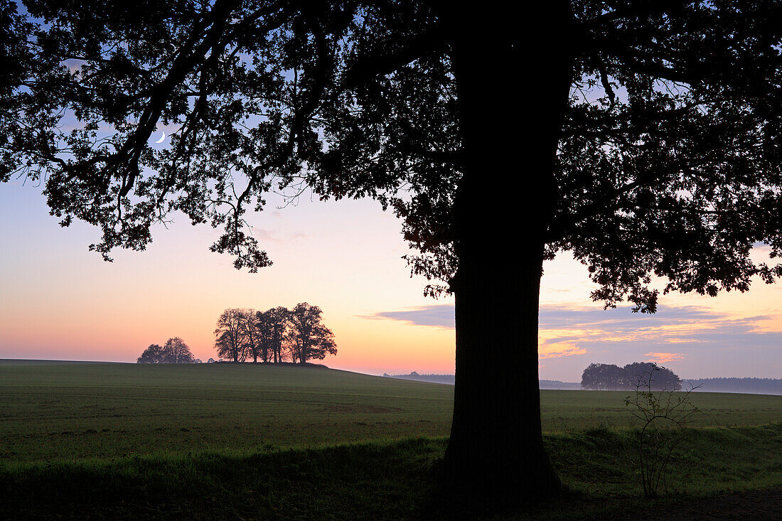 Baumgruppe in der Abenddämmerung, bei Basedow, Mecklenburg-Vorpommern, Deutschland