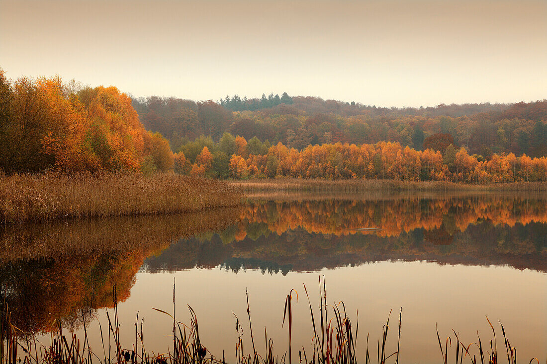 Lake at the nature park Feldberger Seenlandschaft, near Feldberg, Mecklenburg-West Pomerania, Germany