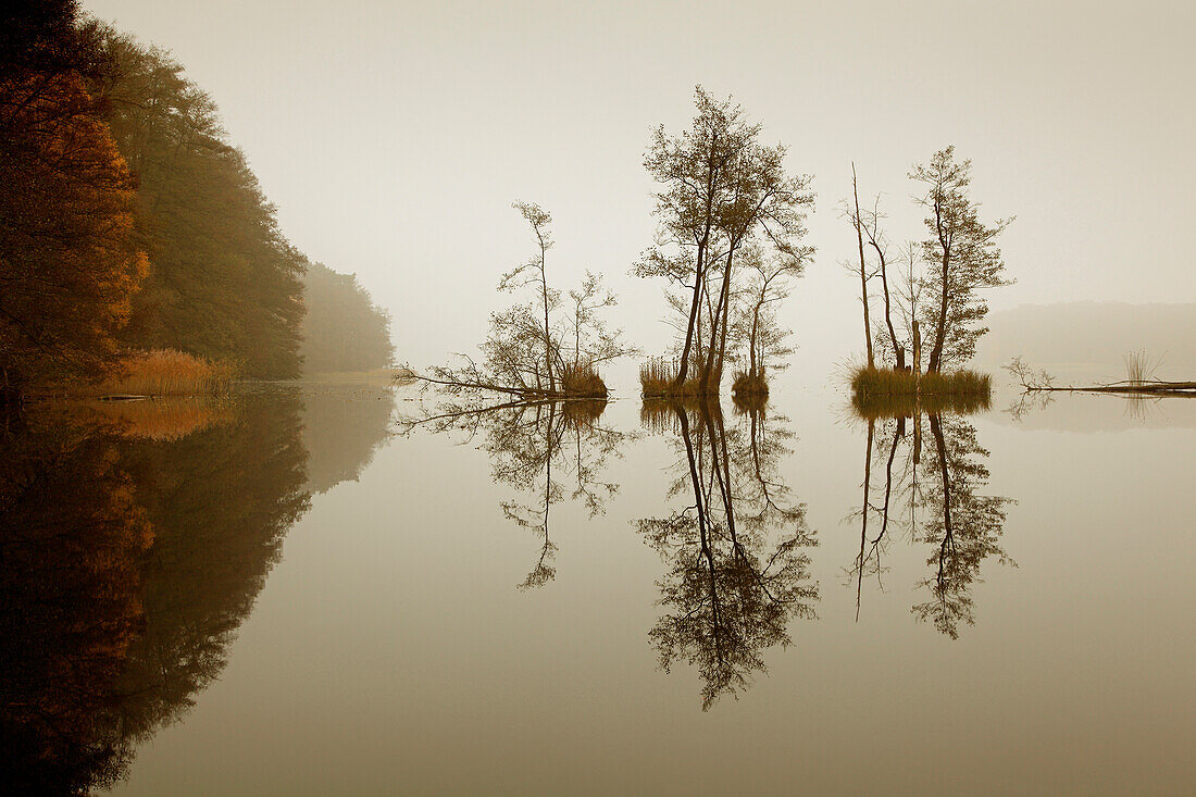 Morgenstimmung am Werbellinsee, Biosphärenreservat Schorfheide-Chorin, Brandenburg, Deutschland