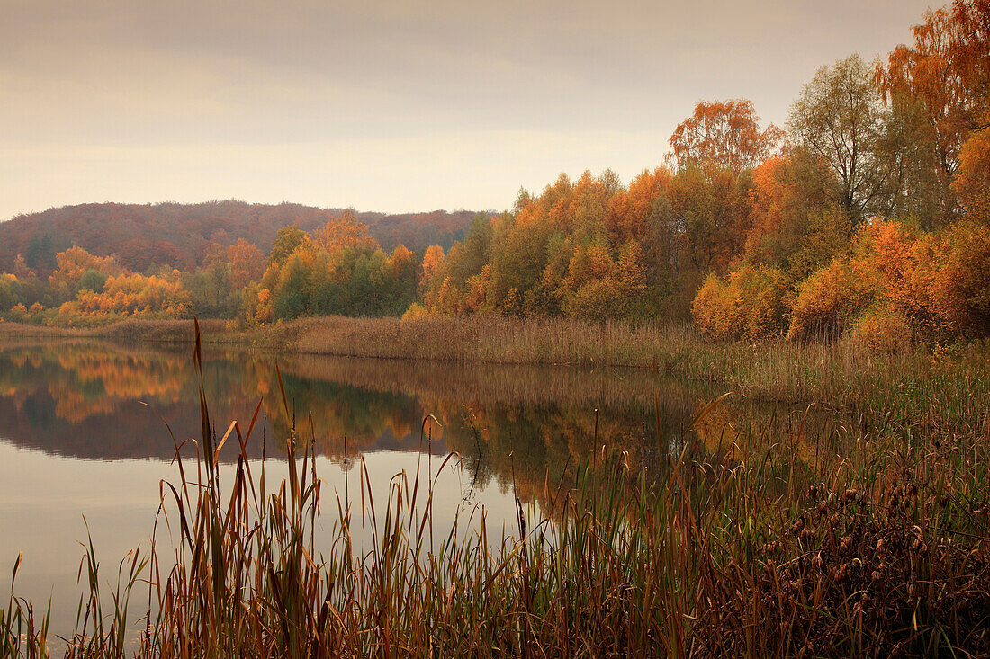 Landschaft spiegelt sich in einem See, Naturpark Feldberger Seenlandschaft, Mecklenburg-Vorpommern, Deutschland