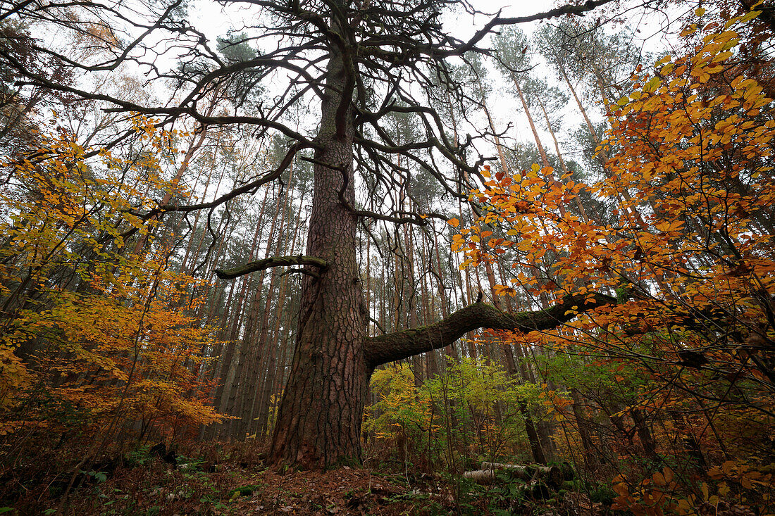 Old pine tree, Schorfheide-Chorin Biosphere Reserve, Brandenburg, Germany