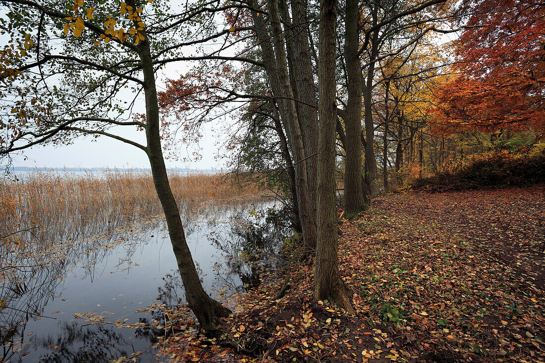 Pehlitzwerder am Parsteiner See, Biosphärenreservat Schorfheide-Chorin, Brandenburg, Deutschland