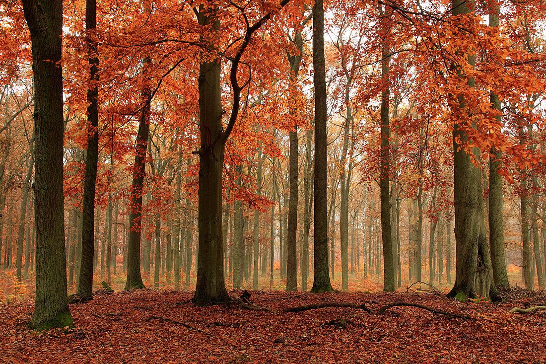 Buchen-Eichen-Mischwald, Biosphärenreservat Schorfheide-Chorin, Brandenburg, Deutschland