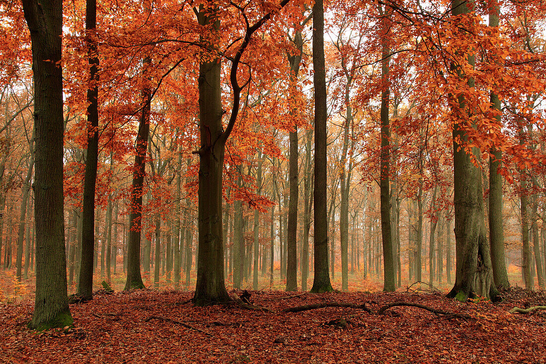 Mixed forest of beeches and oaks, biosphere reserve Schorfheide-Chorin, Brandenburg, Germany