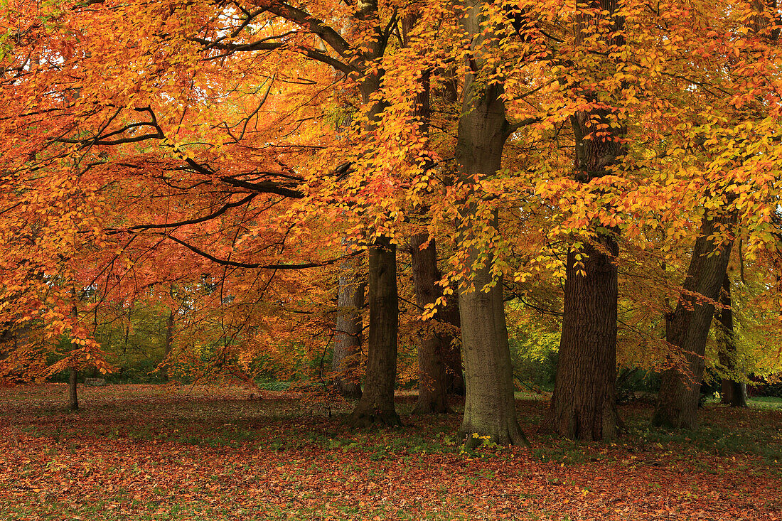 Schlosspark, Schlemmin, Mecklenburg-Vorpommern, Deutschland