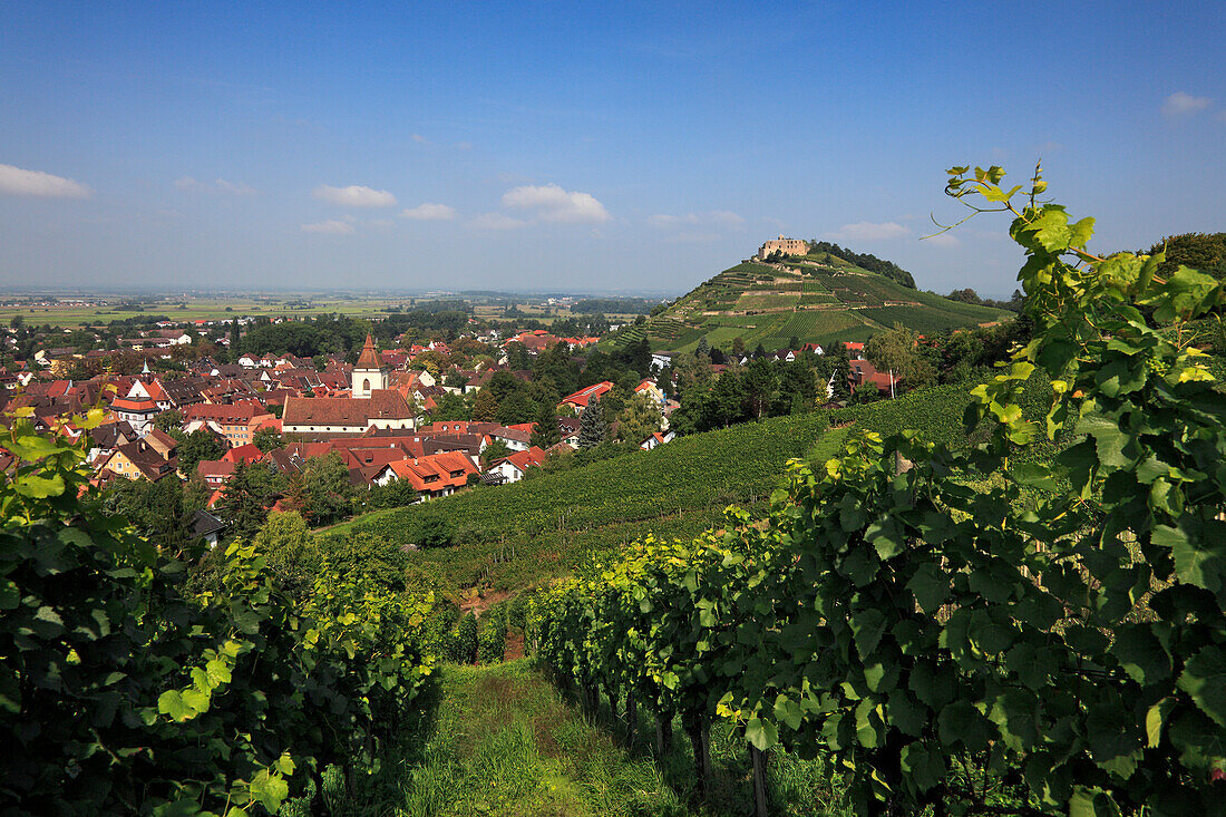 View from the vineyards to the castle, Staufen im Breisgau, Breisgau-Hochschwarzwald, Black Forest, Baden-Württemberg, Germany