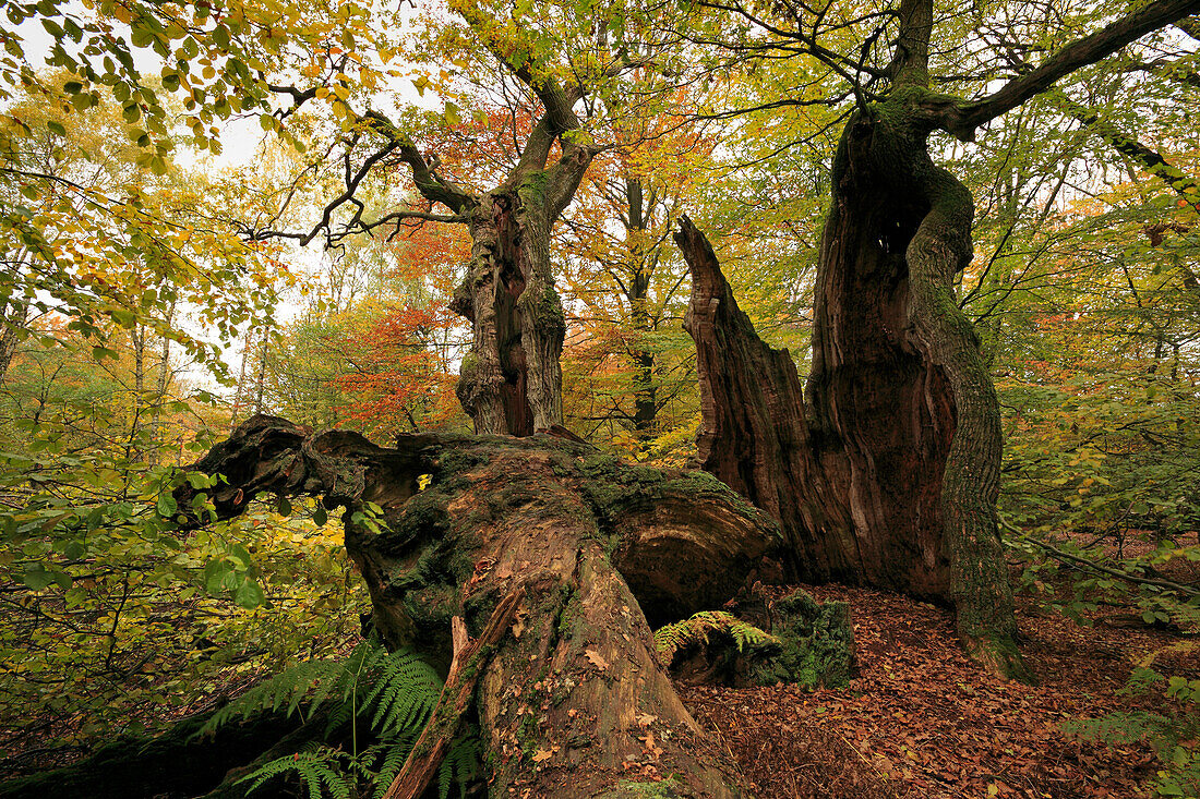 Decayed old oak, nature reserve Urwald Sababurg at Reinhardswald, near Hofgeismar, Hesse, Germany
