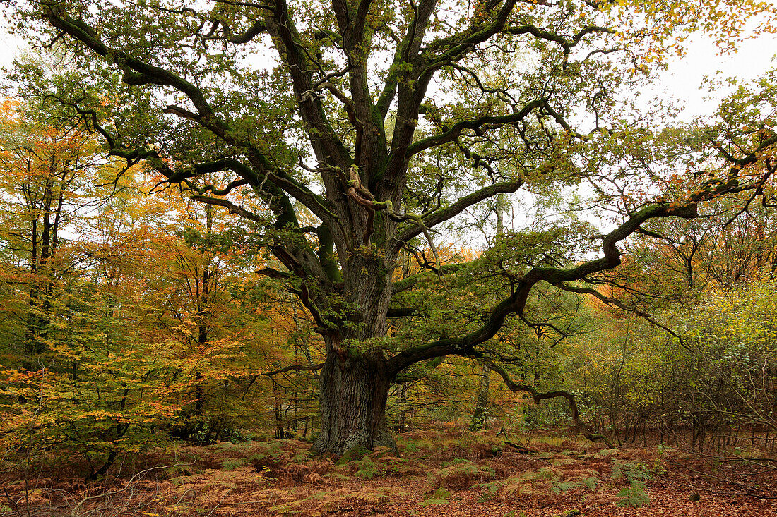 Old oek tree, nature reserve Urwald Sababurg, Reinhardswald, Hofgeismar, Hesse, Germany