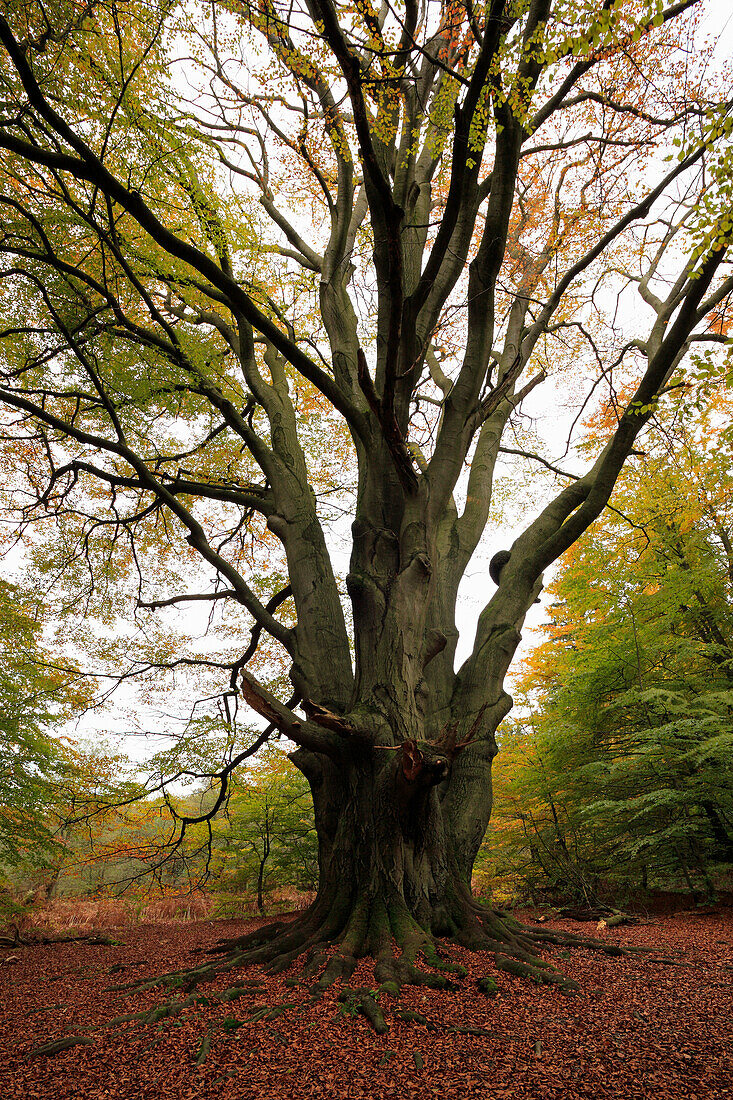 Old beech tree, nature reserve Urwald Sababurg, Reinhardswald, Hofgeismar, Hesse, Germany