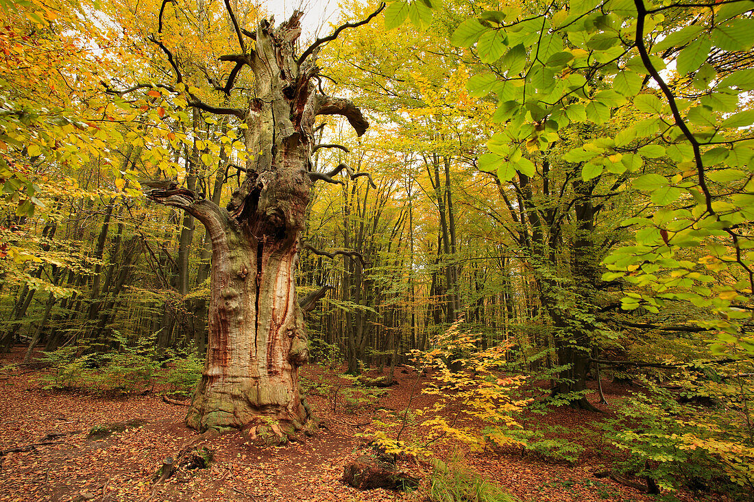 Old oak, nature reserve Urwald Sababurg at Reinhardswald, near Hofgeismar, Hesse, Germany