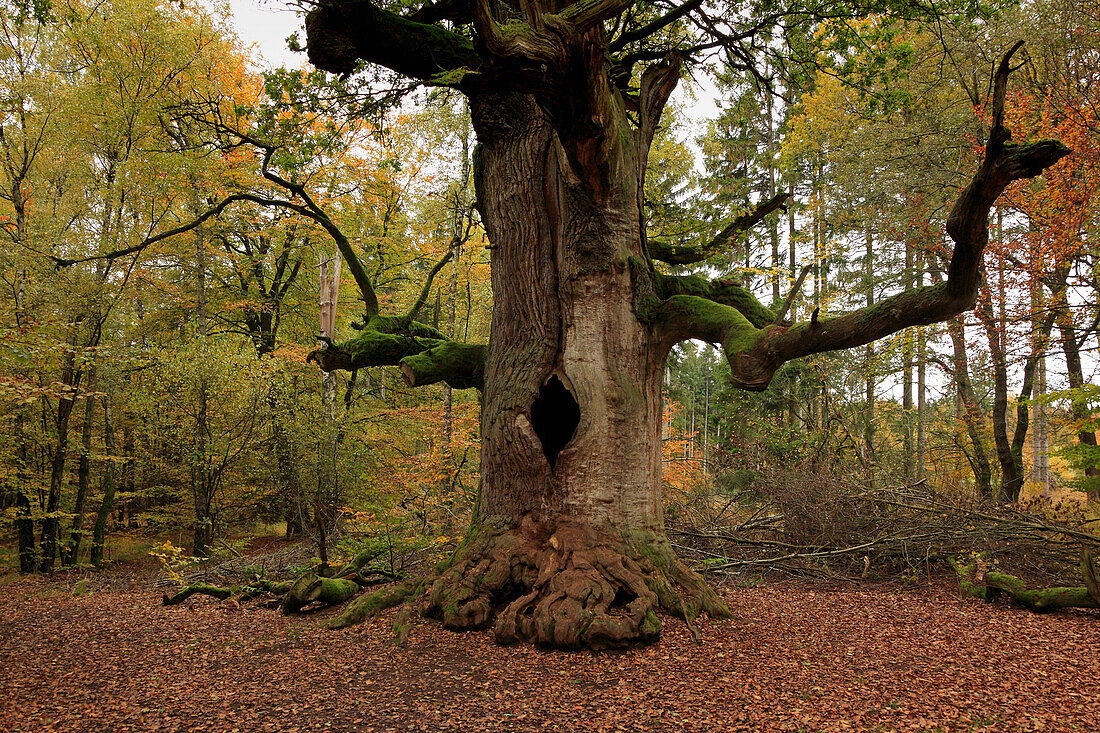 Chimney oak, nature reserve Urwald Sababurg at Reinhardswald, near Hofgeismar, Hesse, Germany