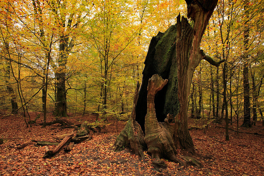 Trunk of an old oak, nature reserve Urwald Sababurg at Reinhardswald, near Hofgeismar, Hesse, Germany