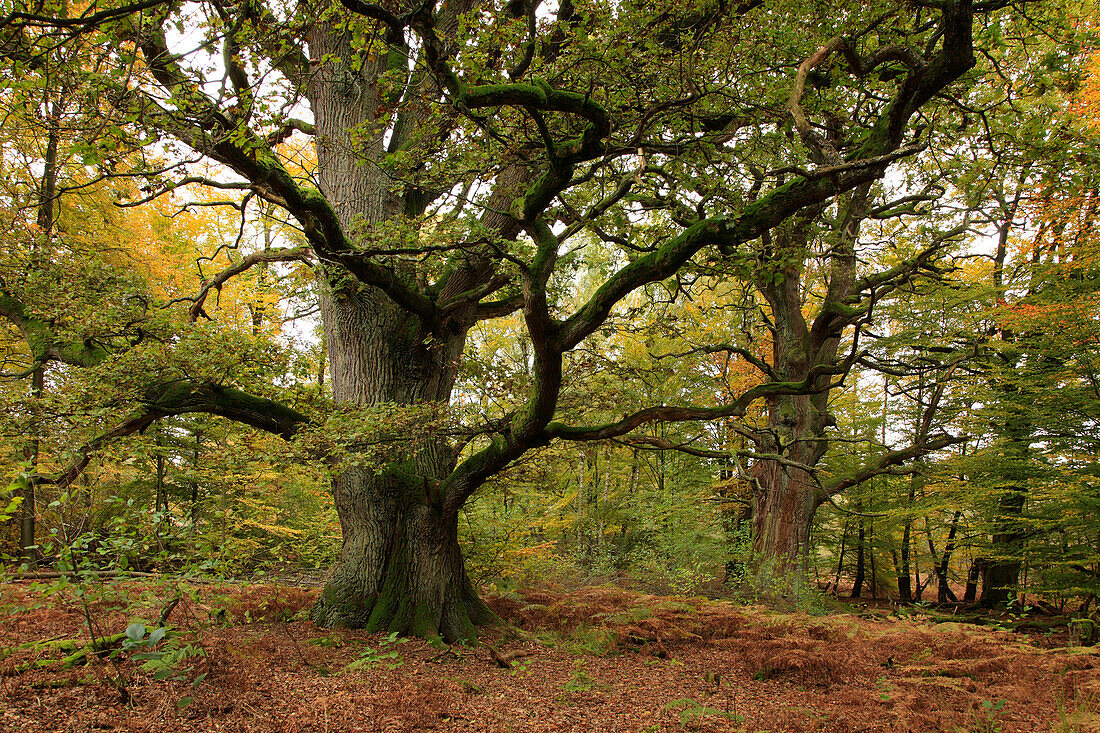 Old oak, nature reserve Urwald Sababurg at Reinhardswald, near Hofgeismar, Hesse, Germany