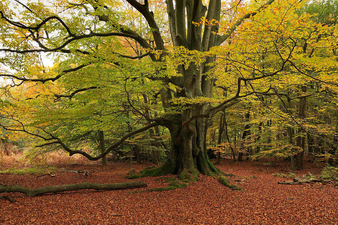 Alte Buche, Naturschutzgebiet Urwald Sababurg im Reinhardswald, bei Hofgeismar, Hessen, Deutschland