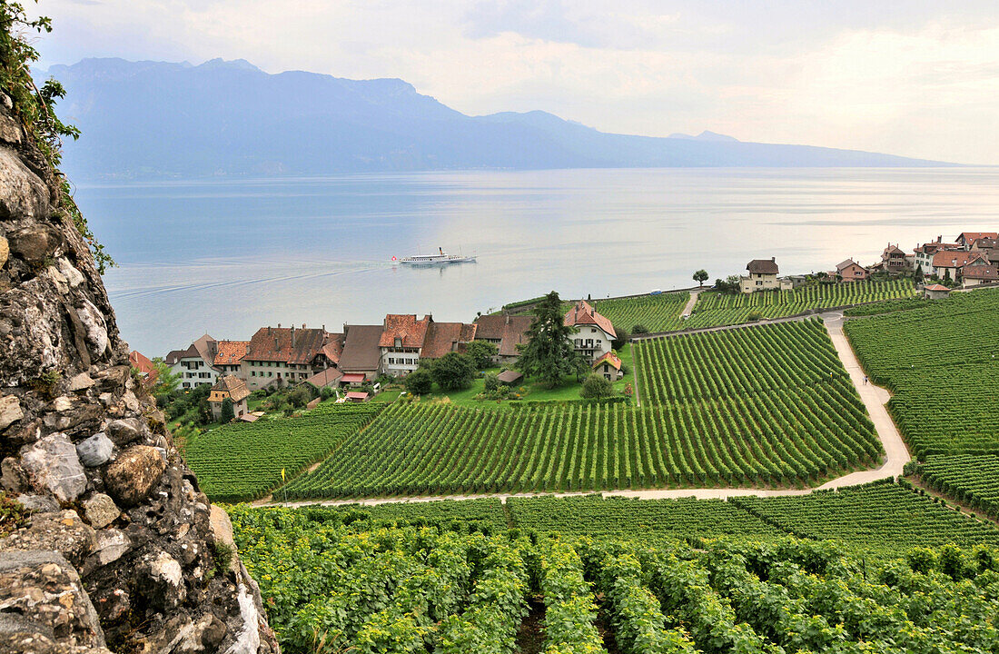 Vineyard near Lake Geneva, Saint-Saphorin, Lavaux, Vaud, Switzerland