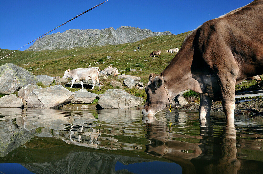 Cattle drinking, Fiescheralp, Canton of Valais, Switzerland